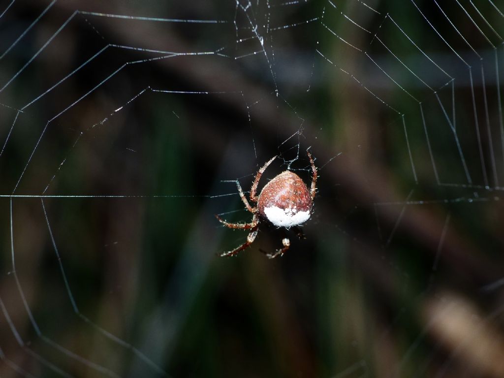 Araneidae da identificare